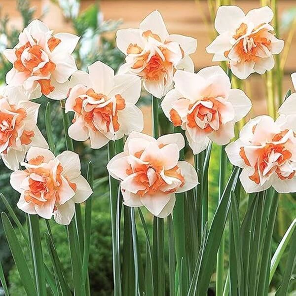 Daffodil Replete Imported Flower Bulbs – Radhakrishnaagriculture