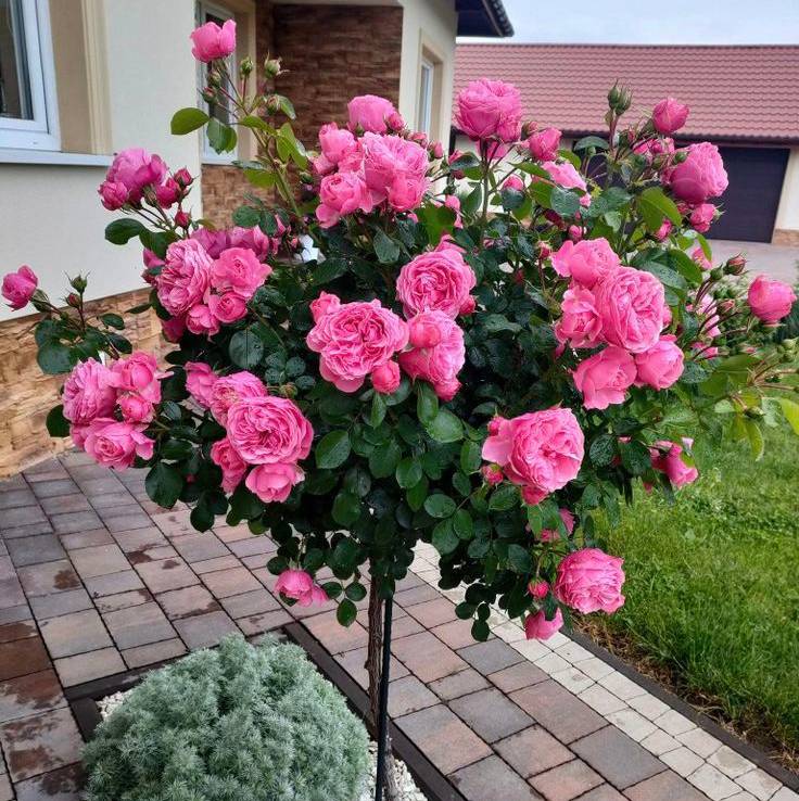 Standing Rose Buy Standing Rose Plant Online India | Premium Flower ...