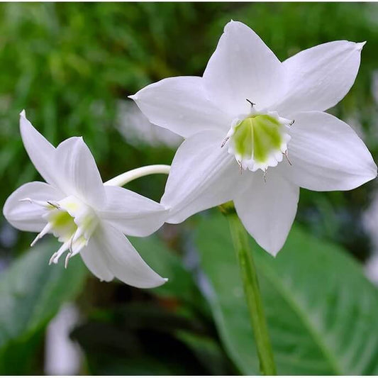 Eucharis lily Imported Flower Bulbs