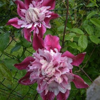 clematis double flower climbing plant blooming garden India