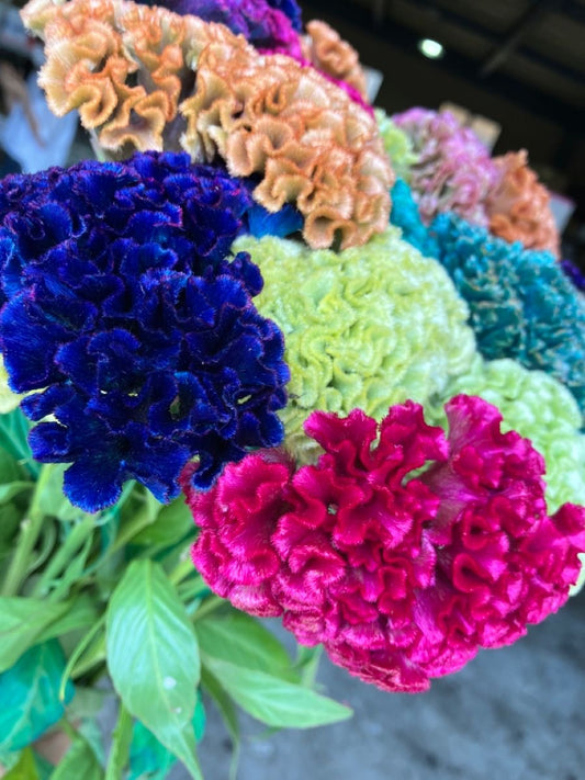 Imported Cockscomb Flower Seeds