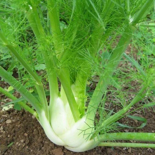 Fennel Florence Herb Seeds, Imported Seeds 40-50