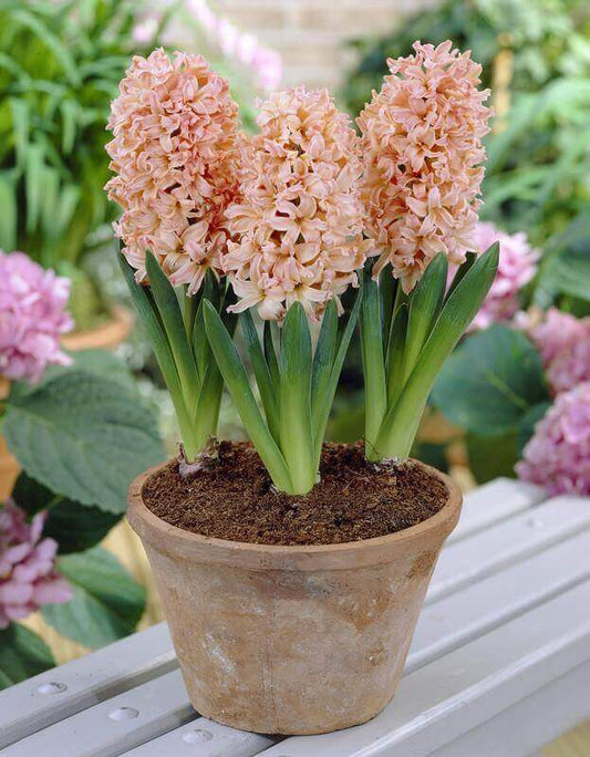 Hyacinth Imported Flower Bulbs Gipsy Queen