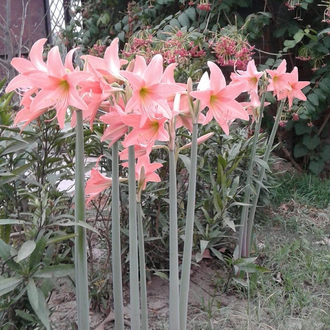 Group of pink flowers in a garden setting with greenery.