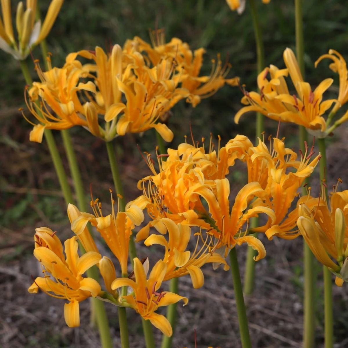 Group of yellow lilies with green stems and leaves on a natural background
