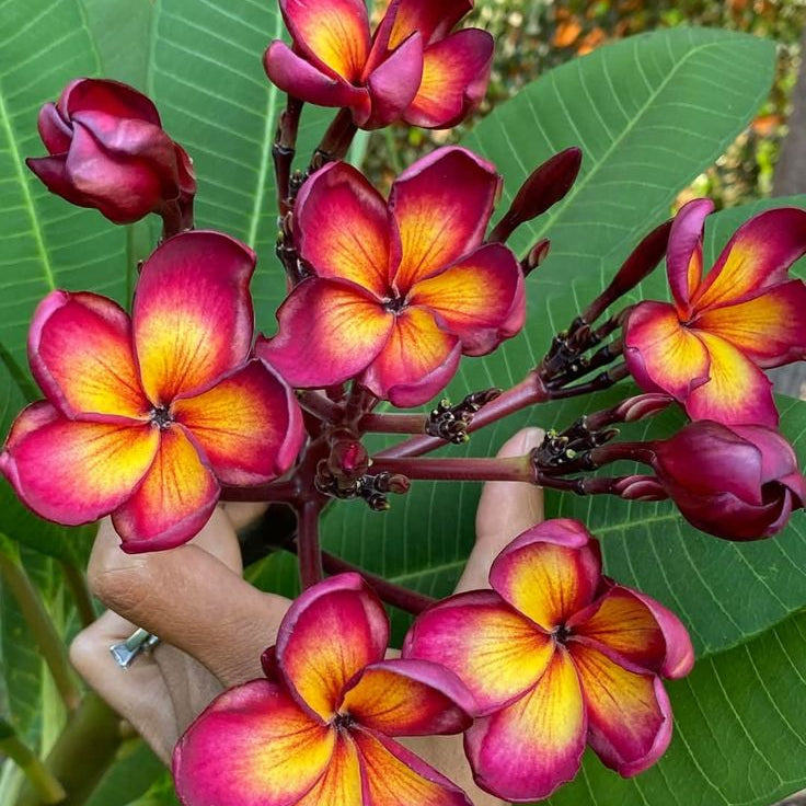 Hand holding a branch of pink and yellow flowers with green leaves in the background