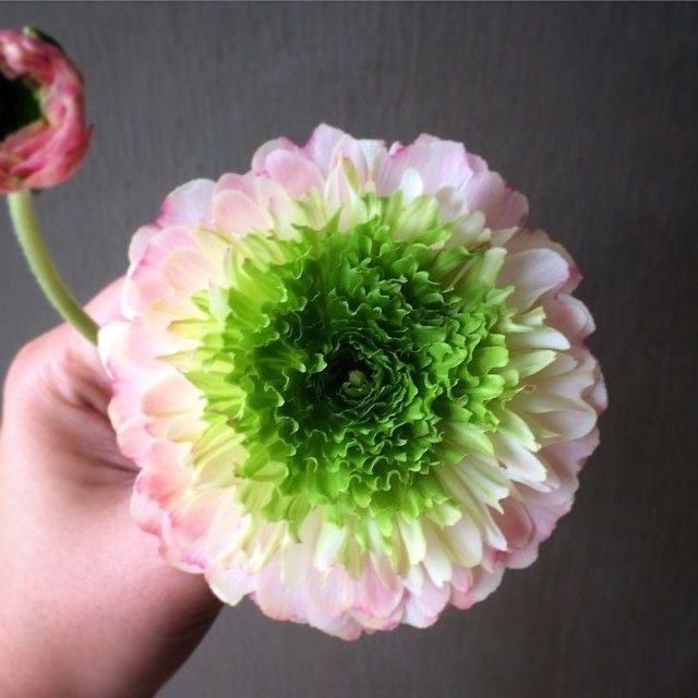 Hand holding a flower with pink and green petals against a dark background