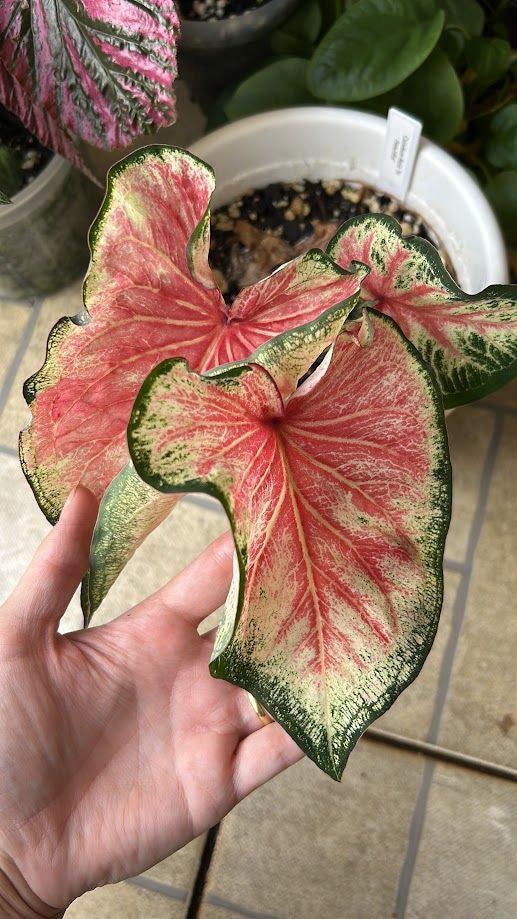 Hand holding a large, colorful leaf with a pattern of red and green.