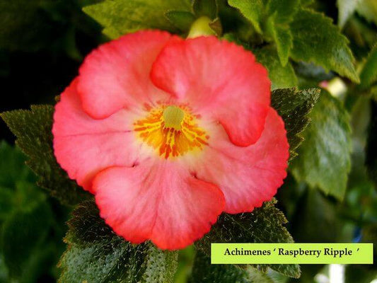 Achimenes Double Imported Flower Bulbs (Raspberry Ripple)