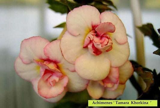 Achimenes Double Imported Flower Bulbs (Tamara Khorkina)