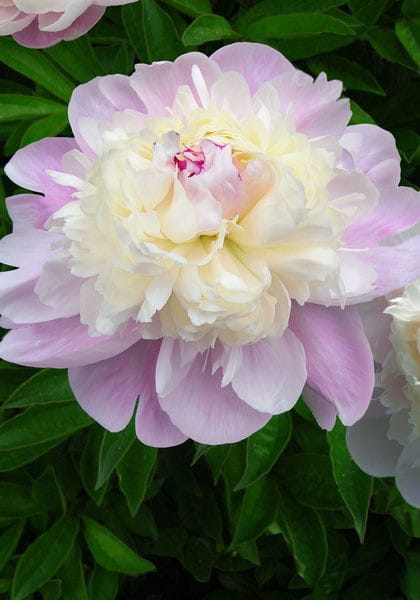 Peony Imported Flower Bulbs light Piurple 1