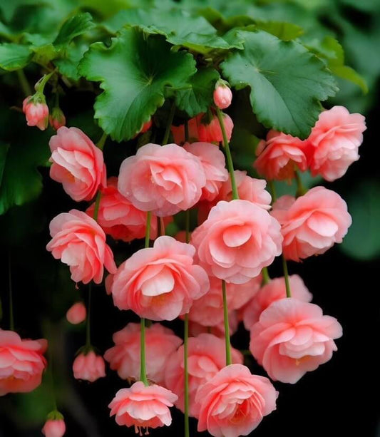 Weeping Begonia Flower Bulbs Pack Of 2 Bulbs