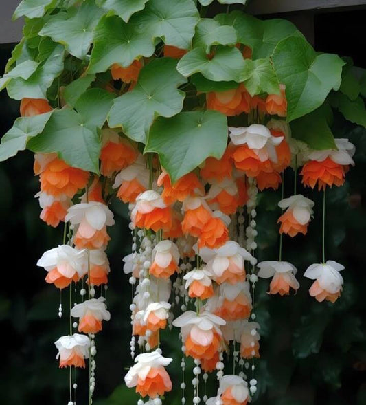 Weeping Begonia Flower Bulbs Pack Of 2 Bulbs