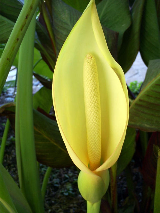 Voodoo Lily Flower Bulbs Pack of 2 – Exotic Amorphophallus Konjac