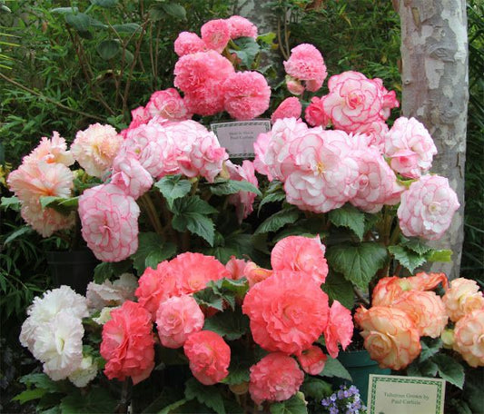 Begonia Double Imported Flower Bulbs Pack Of 5 Bulbs