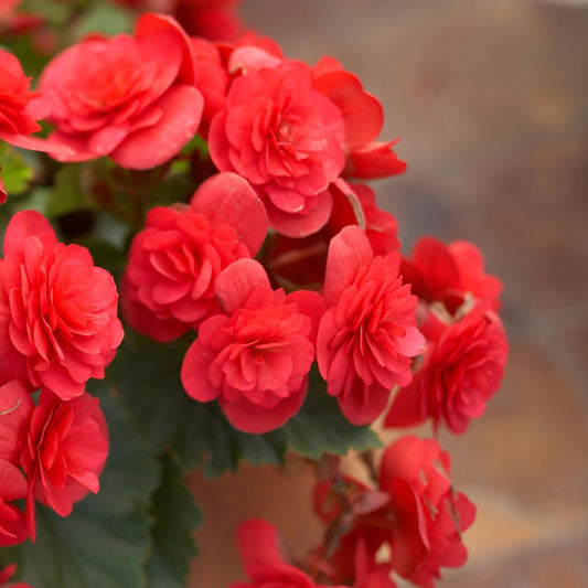 Begonia Double Imported Flower Bulbs Pack Of 5 Bulbs