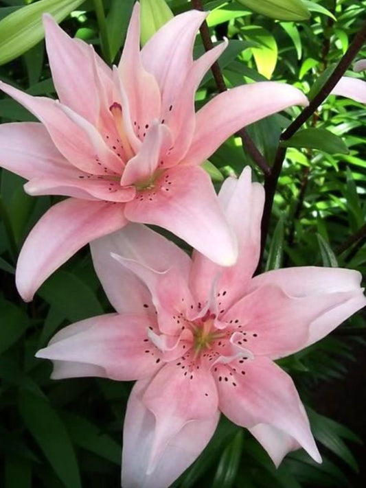 Oriental Lily Double Flower Bulbs – Pack of 2 Premium Bulbs for Home Garden