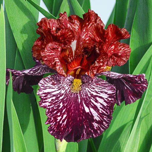 Imported Bearded Iris Flower Bulbs / Rhizomes Pack of 2 – Colorful Perennial Garden Flowering Plants