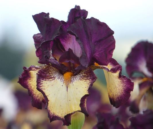 Imported Bearded Iris Flower Bulbs / Rhizomes Pack of 2 – Colorful Perennial Garden Flowering Plants