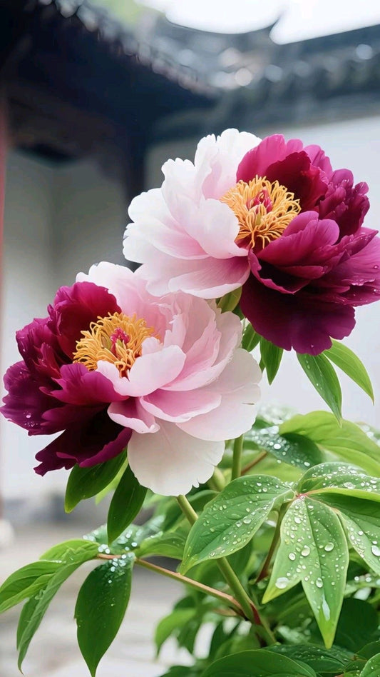 Tree Peony Imported Flower Plants Pack 1 Pec