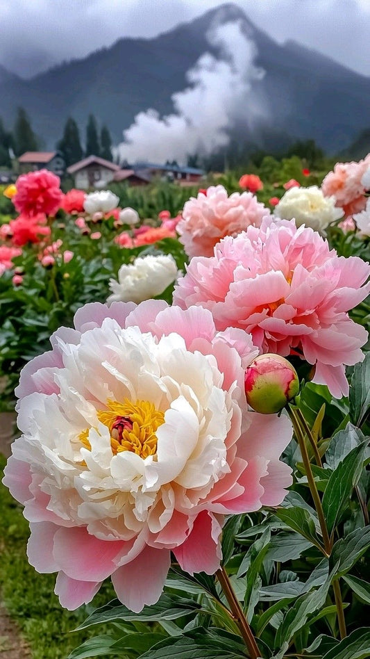 tree peony imported flowering plant blooming garden India