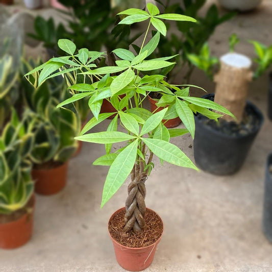 Pachira Plant (Money Tree) – Live Indoor Plant | Lucky Plant