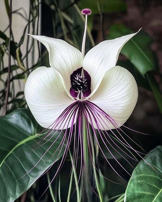 Bat Lily Flower Bulbs (Tacca Chantrieri) – Rare Exotic Plant Pack Of 2 Bulbs