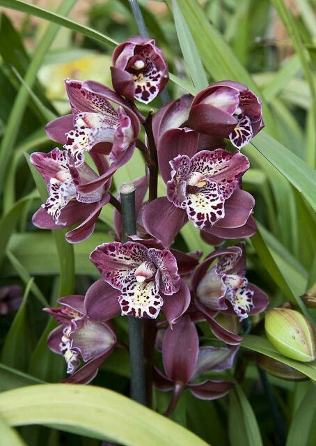 Cymbidium Orchid Flower Bulbs – Premium Exotic Orchid Plant Pack Of 5 Bulbs