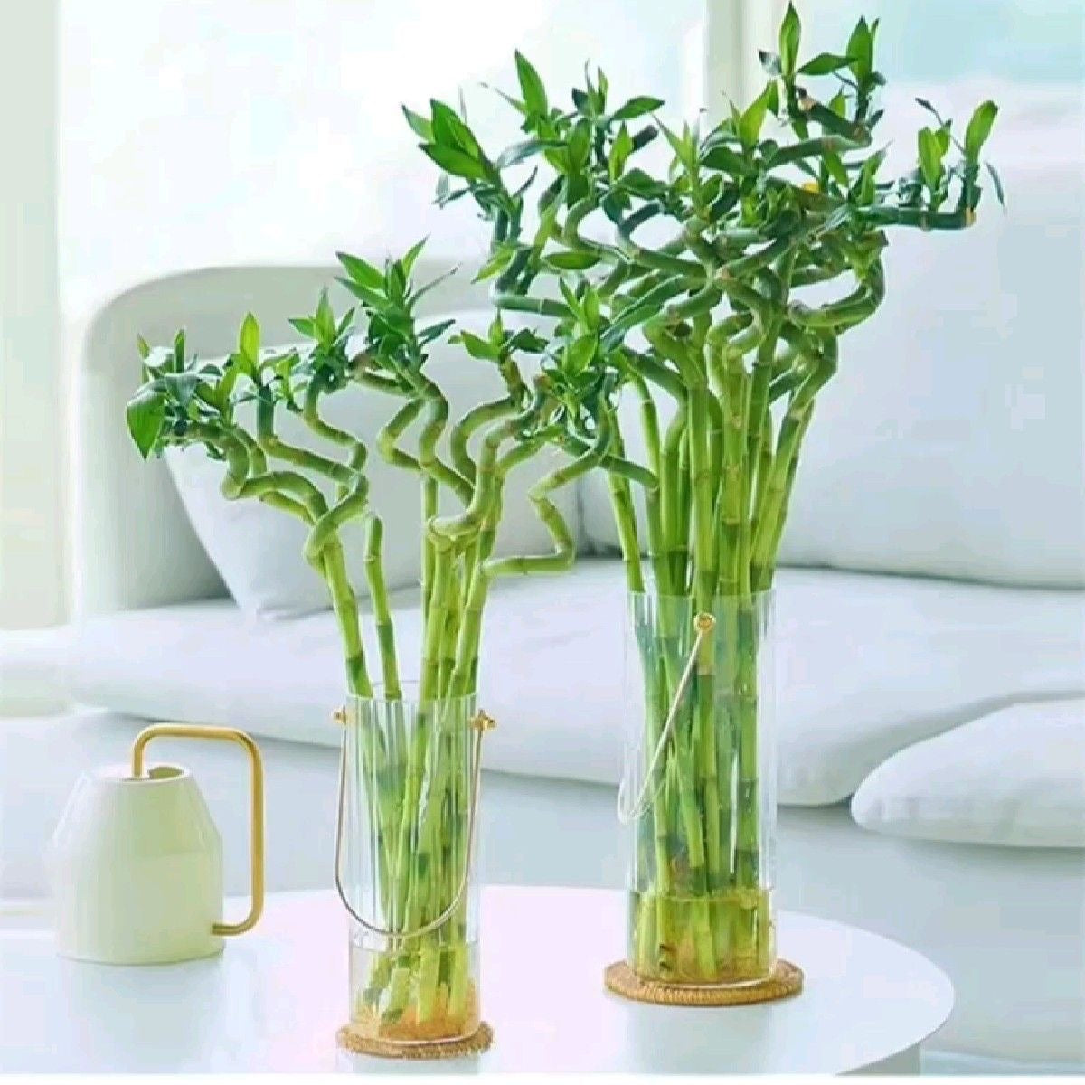 lucky bamboo plant online india Buy Spiral Lucky Bamboo Online India