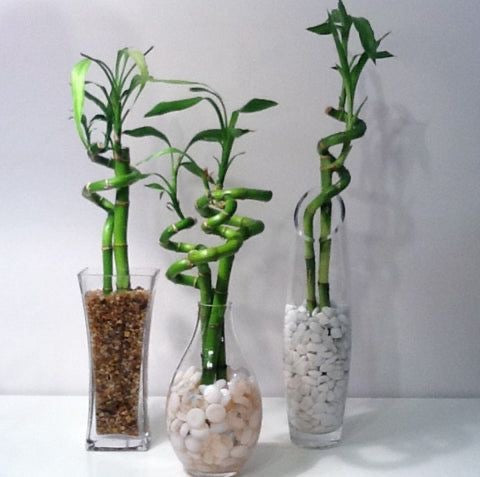Spiral Lucky Bamboo Plant – Natural Indoor Air Purifier & Home Decor Pack Of 2 Stick