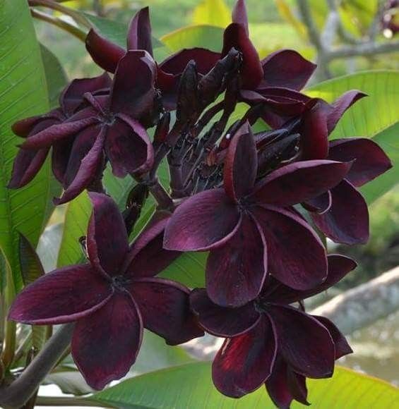 Close-up of dark purple flowers with green leaves in the background