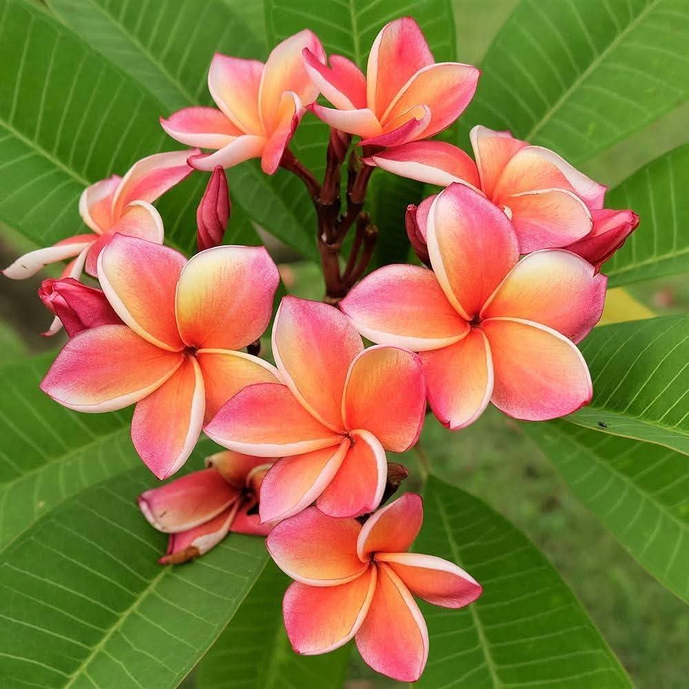 Close-up of pink and orange flowers with green leaves in the background