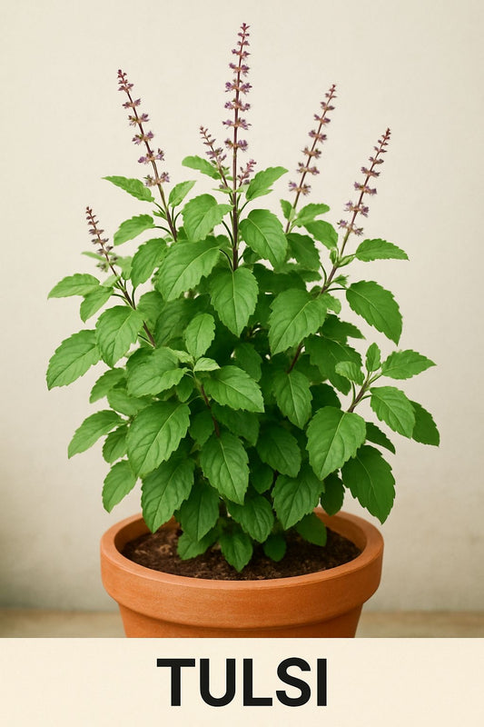 Rama Tulsi Live Plant (Holy Basil) | Medicinal & Sacred Herb for Home & Garden