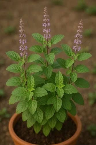 Rama Tulsi Live Plant (Holy Basil) | Medicinal & Sacred Herb for Home & Garden