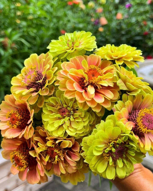 Double Zinnias Flower Seeds – ( Pack of 50–60 ) | Vibrant Mixed Color for Home Garden