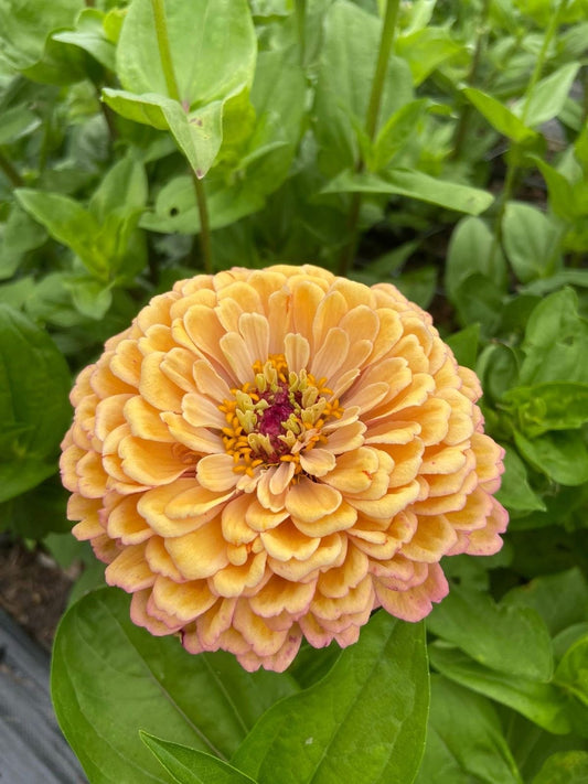 Double Zinnias Flower Seeds – ( Pack of 50–60 ) | Vibrant Mixed Color for Home Garden