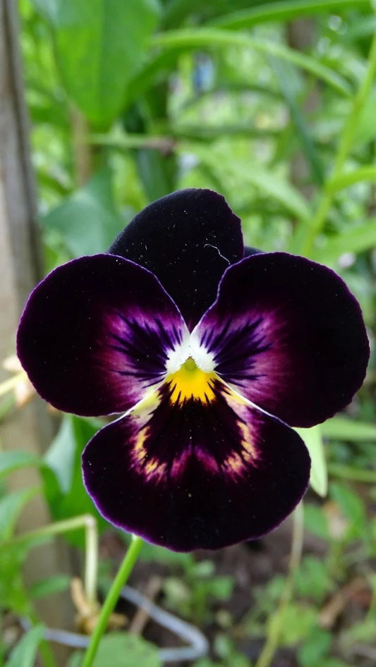 Imported Double Pansy Flower Seeds (50–60 Seeds) – Mixed Color Winter Blooming seeds