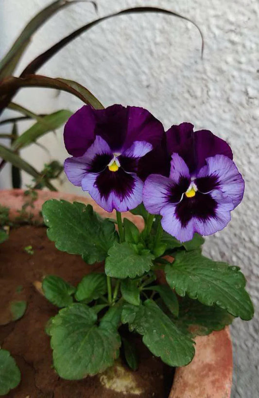 Imported Double Pansy Flower Seeds (50–60 Seeds) – Mixed Color Winter Blooming seeds