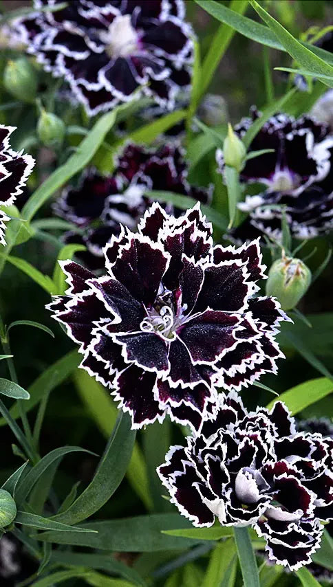 Dianthus Flower Seeds – Pack of 100 Premium Imported Seeds | Easy to Grow