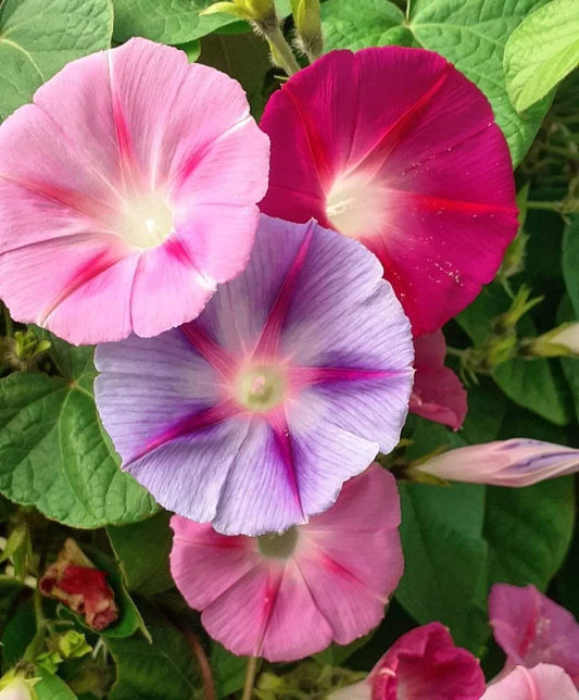 Morning Glory Flower Seeds – ( Pack of 50–70 )Premium Seeds | Fast Growing Climbing Vine