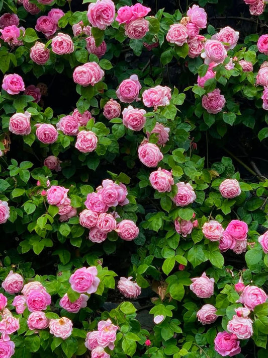 Climbing Rose Flower Seeds (50–60 Seeds) | Imported Flower Seeds for Home Garden