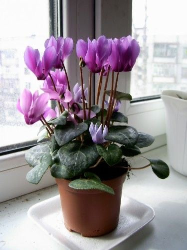 Cyclamen Flower Bulbs (Pack of 2) | Premium Winter Blooming Flower Bulbs |