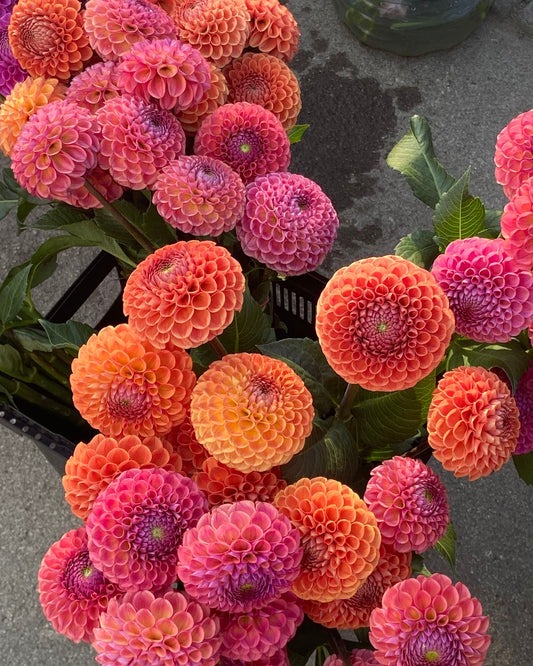 Pom Pom Dahlia Flower Bulbs – Pack of 2 Bulbs