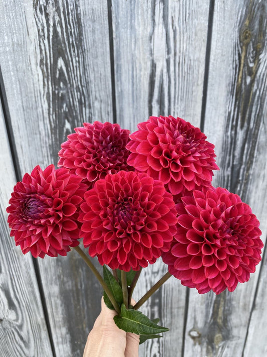 Pom Pom Dahlia Flower Bulbs Pack of 5 | Mixed Colour Dahlia Bulbs for Home Garden |
