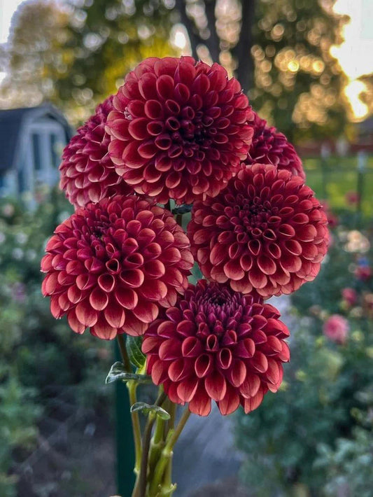 Pom Pom Dahlia Flower Bulbs – Pack of 2 Bulbs