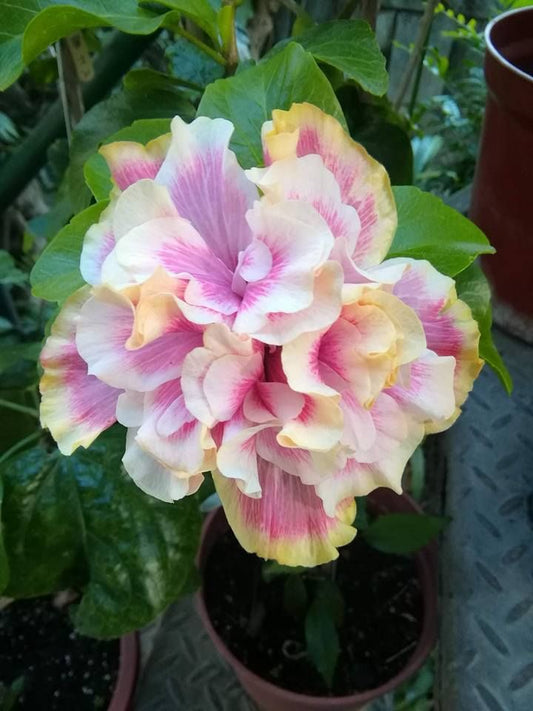 Imported Double Hibiscus (Gudhal) Live Flower Plant | Premium Flowering Plant | 1 Healthy Plant
