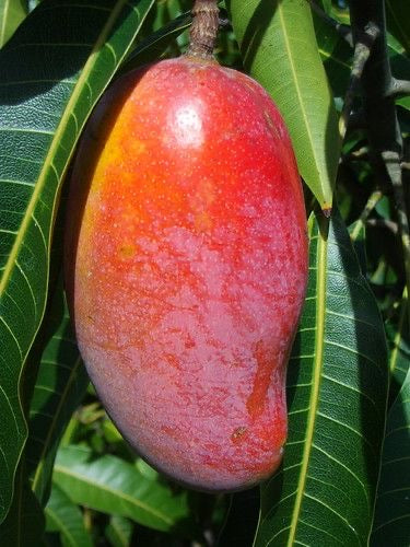 Imported Japanese Miyazaki Mango Fruit Plant (Grafted) | Premium Live Mango Plant |