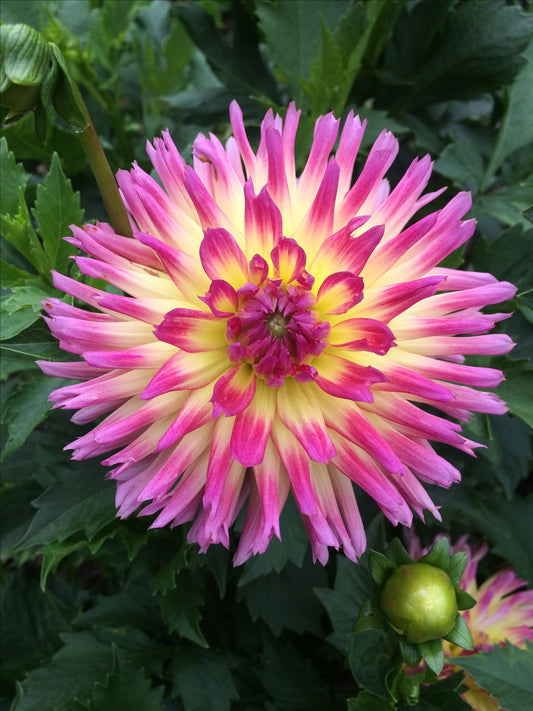Imported Dahlia Cactus Flower Bulbs – Pack of 5 Premium Flower Bulbs | Large Double Blooms |