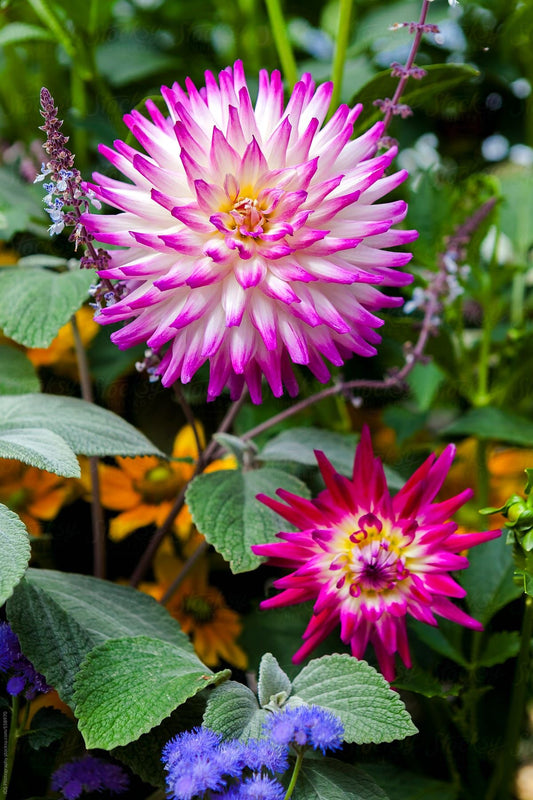 Imported Dahlia Cactus Flower Bulbs – Pack of 5 Premium Flower Bulbs | Large Double Blooms |