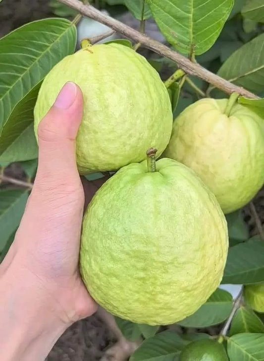 Imported Guava Tree (Amrud) Grafted Live Plant | High Yield Exotic Fruit Plant | Fast Fruiting